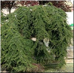 Un dos cedros "pendula" da Cubela