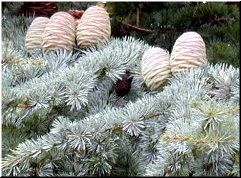 Conos  ou pi&ntilde;as do cedro