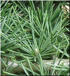 Ac&iacute;culas do cedro