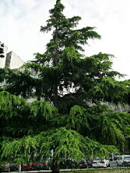 Cedrus deodara  do Parque Europa