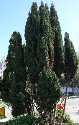 Chamaecyparis Elwoodii