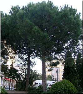 Pi&ntilde;eiros da Cubela