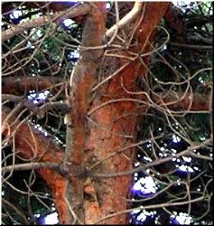 Tronco dun pi&ntilde;eiro