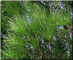 Follas do pi&ntilde;eiro