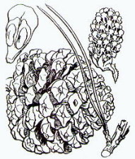 Debuxo das, follas, flores, froito e semente.