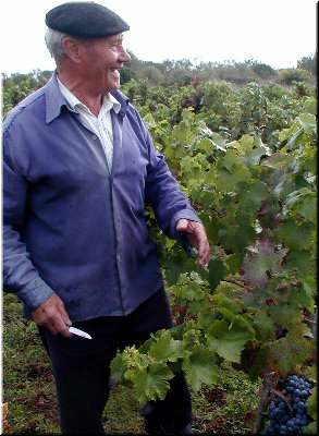 Xes&uacute;s vendimando as vides