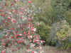 carnabude1.jpg (150248 bytes)