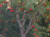 cor.jpg (36416 bytes)