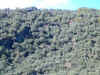encifigal.jpg (51169 bytes)