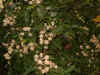 enredo.jpg (48972 bytes)