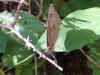 entorn2.jpg (30988 bytes)
