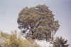 file0012_edited.jpg (361225 bytes)