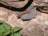 lagarto.jpg (37039 bytes)