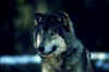 lobo21.jpg (24632 bytes)