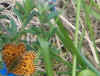 mariposa.jpg (153218 bytes)