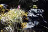 orquidea1.jpg (78183 bytes)
