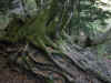 raicesdev.jpg (426162 bytes)