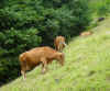 vacas.jpg (131894 bytes)