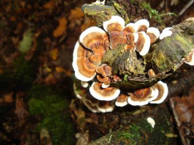 Preme para ver a foto ampliada