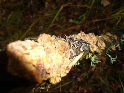 Preme para ver a foto ampliada