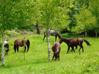 Nome de arquivo=P1000802.JPG
Tamaño de arquivo=698KB
Dimensións=800x600
Data de engadido=04 de Xuñ do 2008 P1000802.JPG