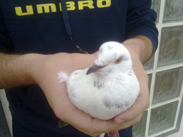 Preme para ver a foto ampliada