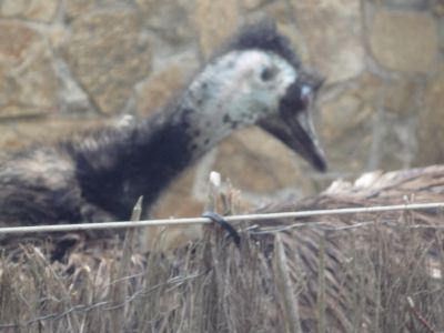 Preme para ver a foto ampliada