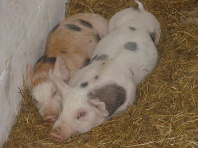 Preme para ver a foto ampliada