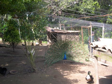 Preme para ver a foto ampliada