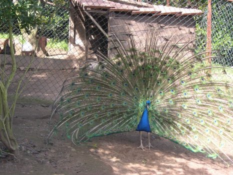 Preme para ver a foto ampliada