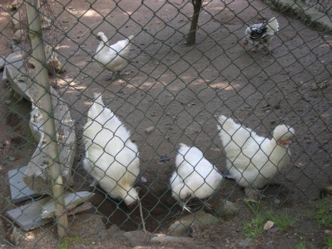 Preme para ver a foto ampliada