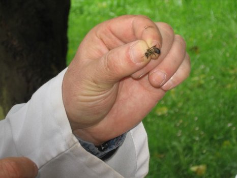 Preme para ver a foto ampliada