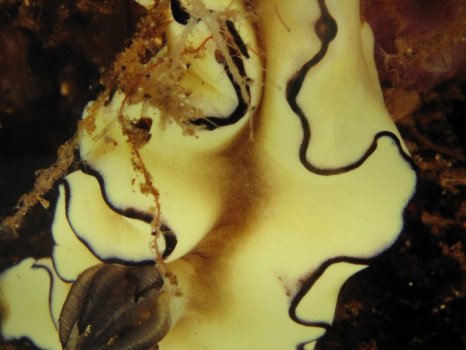 Preme para ver a foto ampliada