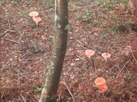 Preme para ver a foto ampliada