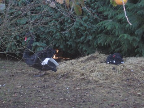 Preme para ver a foto ampliada