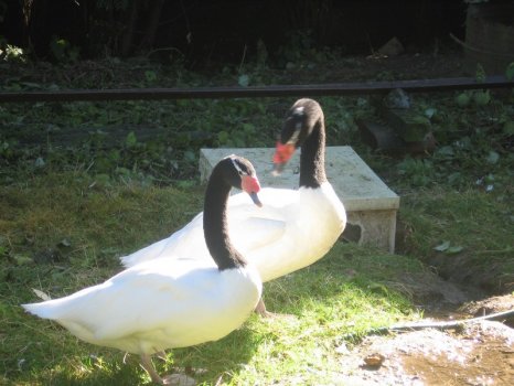 Preme para ver a foto ampliada