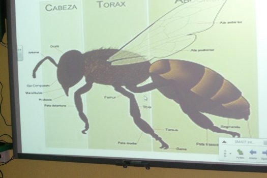 Preme para ver a foto ampliada