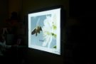abella-caracol-031.jpg