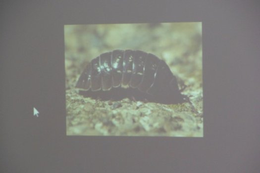 Preme para ver a foto ampliada