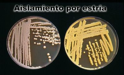 Cliqueu aquí per veure la imatge a la mida màxima
