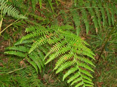 اضغط لتكبيـر الصورة