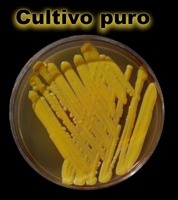 Cliqueu aquí per veure la imatge a la mida màxima