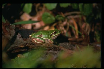 לחץ לתצוגת גודל מלא