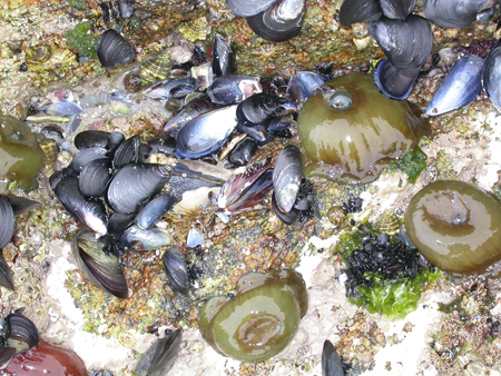 Actinia equina 01