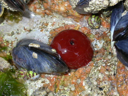 Actinia equina 02