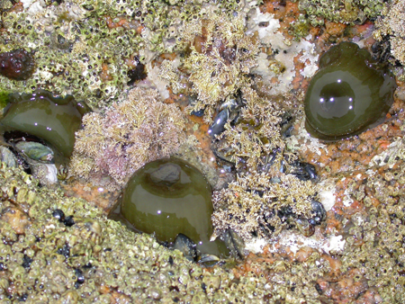 Actinia equina 03