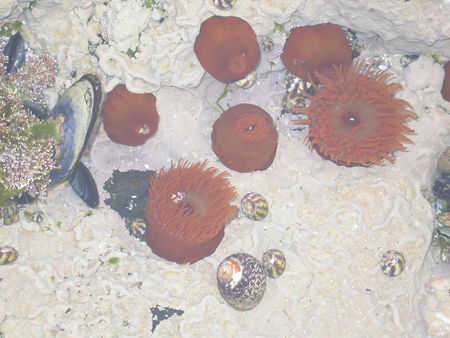 Actinia equina