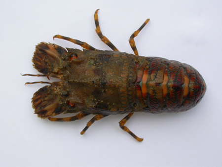 Scillarus arctus