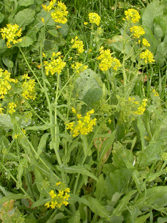 Brassica rapa L.