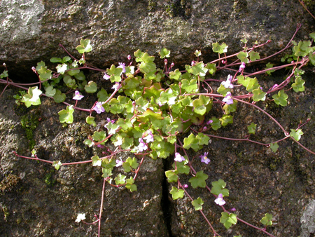 Cymbalaria muralis